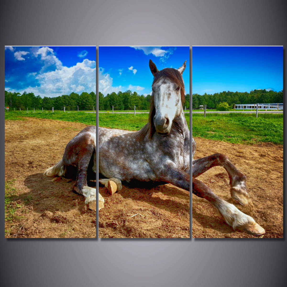 Horse Striking A Pose-Wallart 3 Piece Vertical Rectangle-Medium - Not framed-Bandicoot/Ivory-Cool Tees & Things