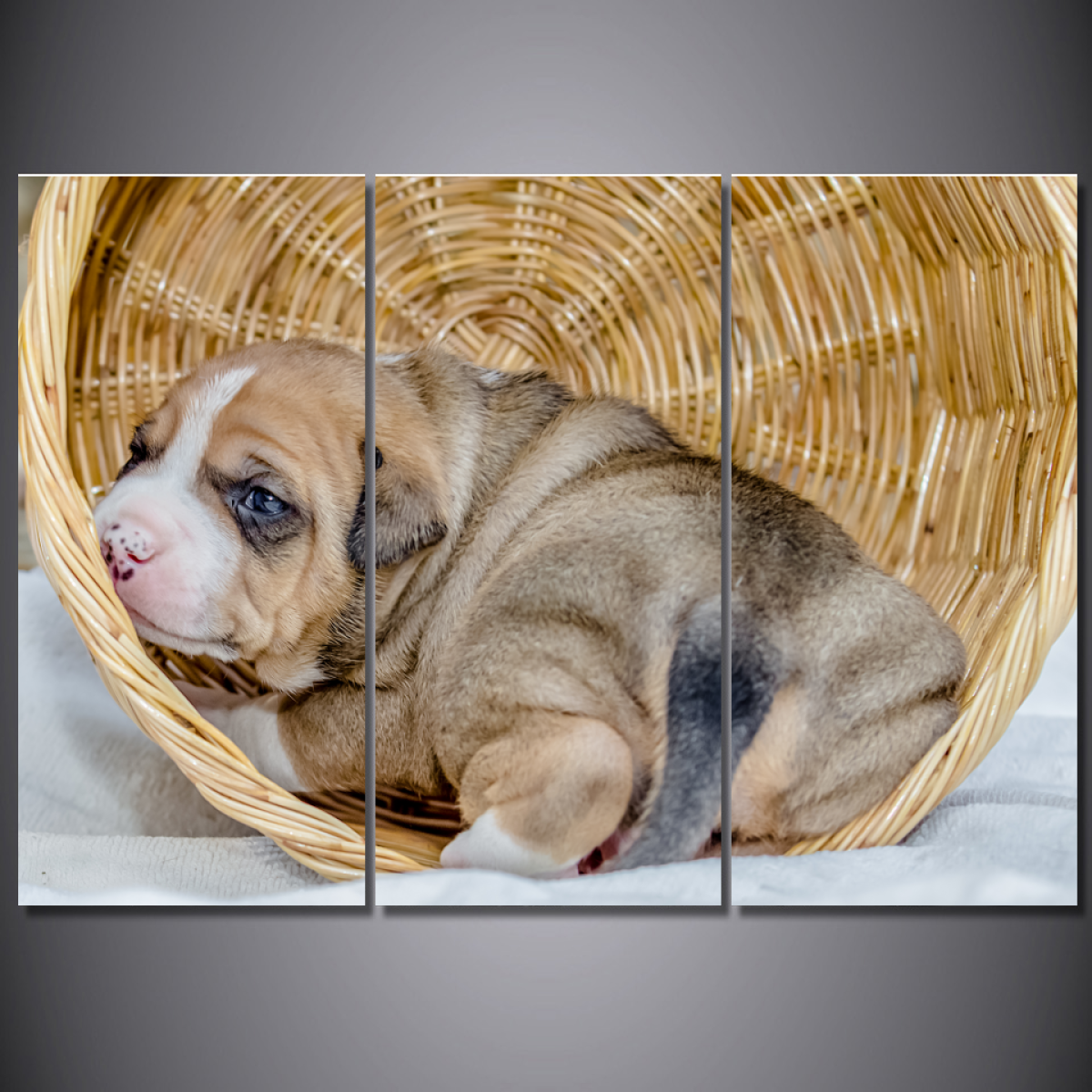 Pit Bull in a Basket Wall Art Canvas-Medium-Not Framed-Cool Tees & Things